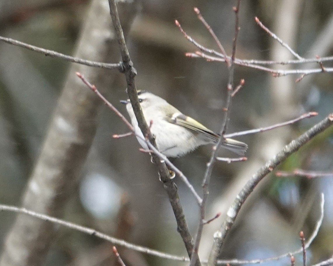 アメリカキクイタダキ - ML646987546