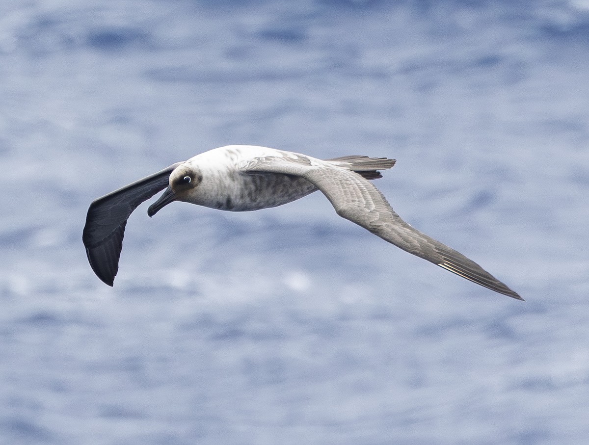 Gri Sırtlı Albatros - ML646987548