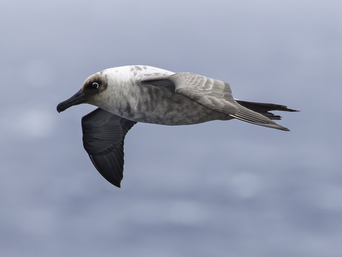 Gri Sırtlı Albatros - ML646987549