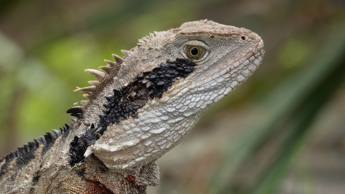 Australian Water Dragon - ML646987554