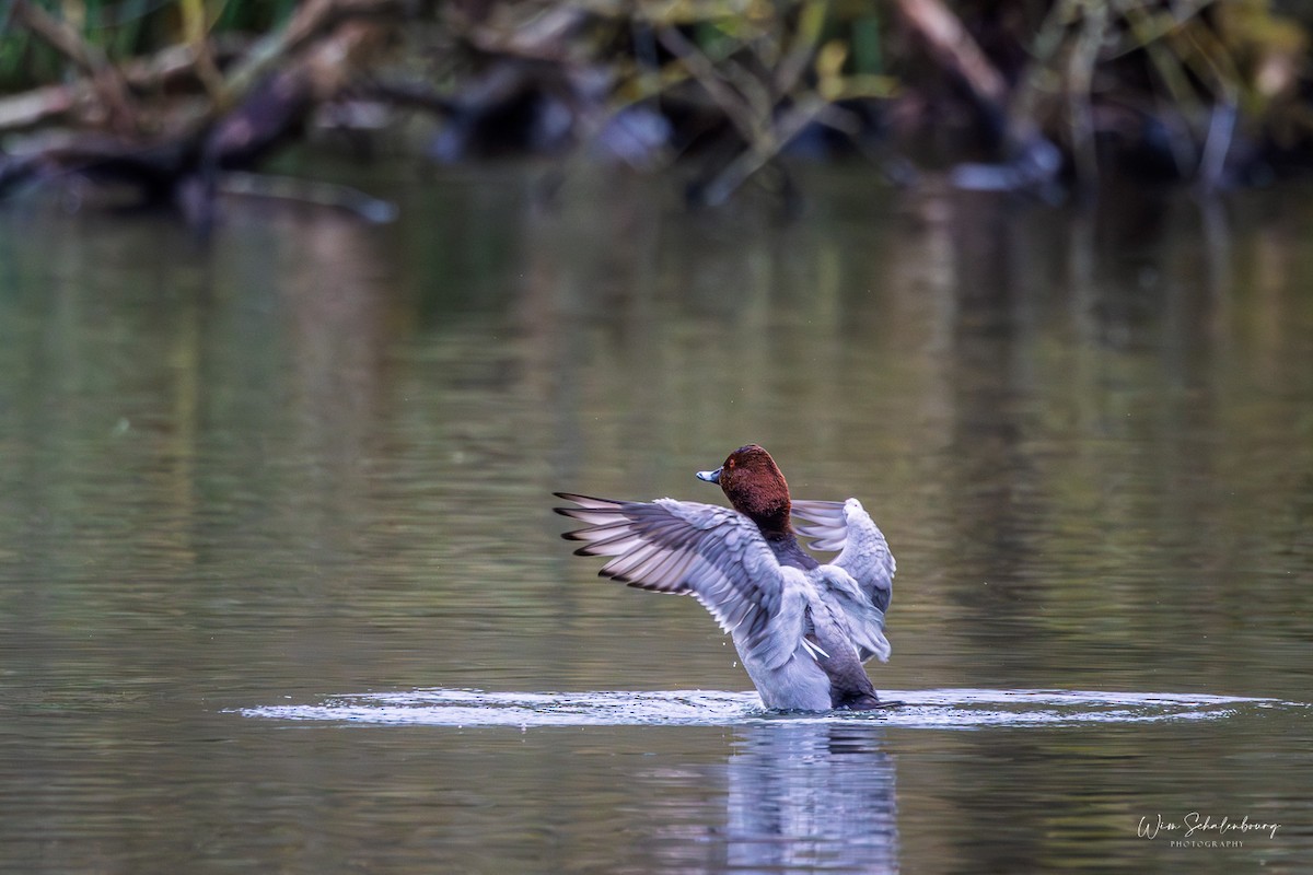 Fuligule milouin - ML646987563