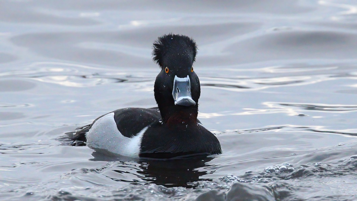 Moretta dal collare - ML646987569