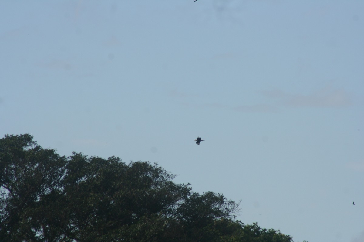 karančo jižní - ML646987579