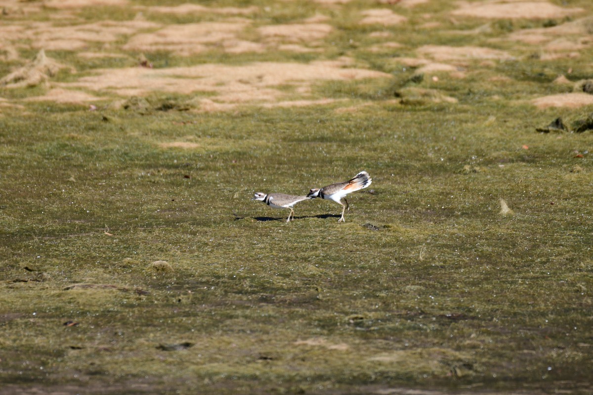 Keilschwanz-Regenpfeifer - ML646987586