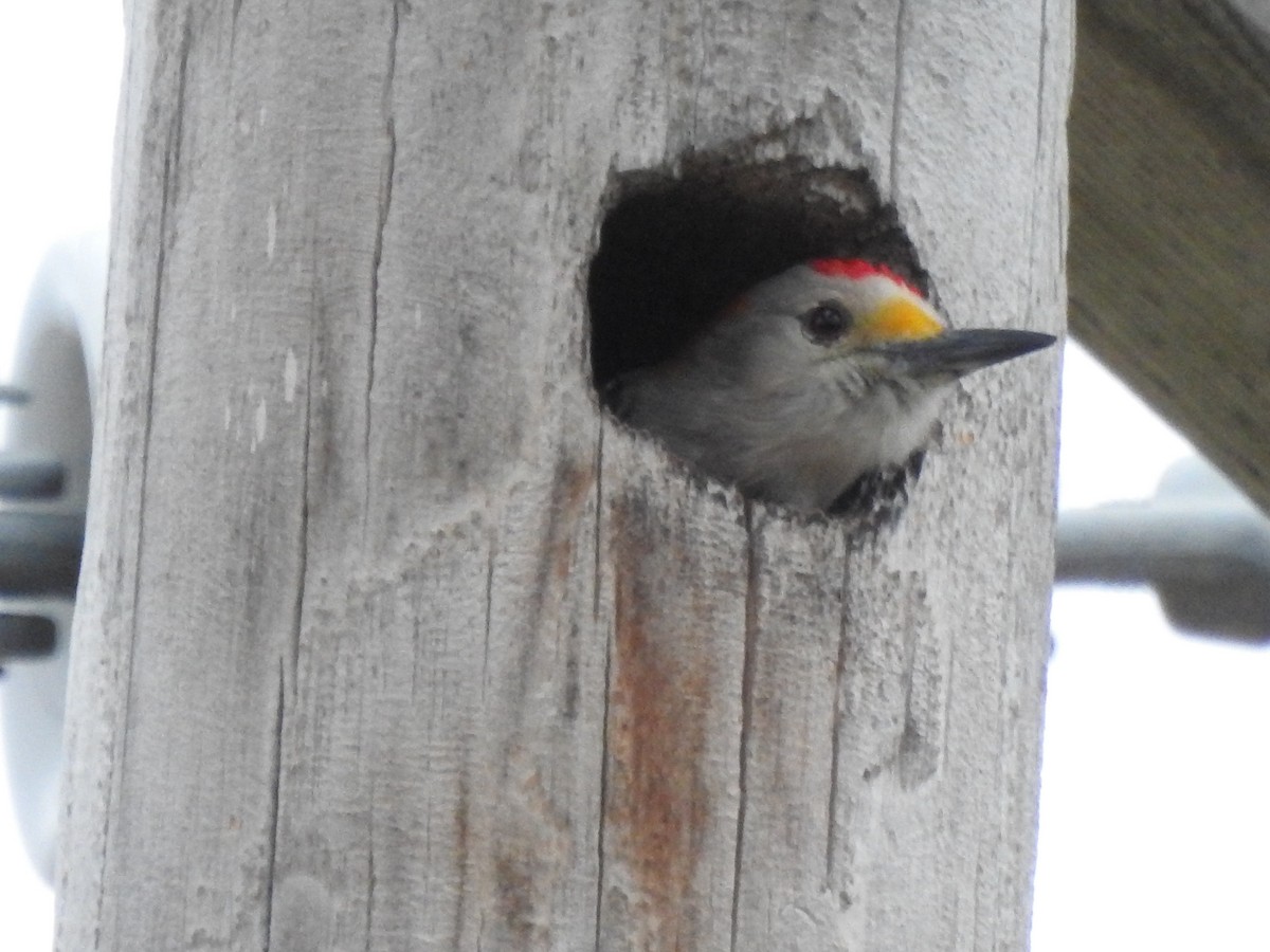 Златолобый дятел - ML646987598