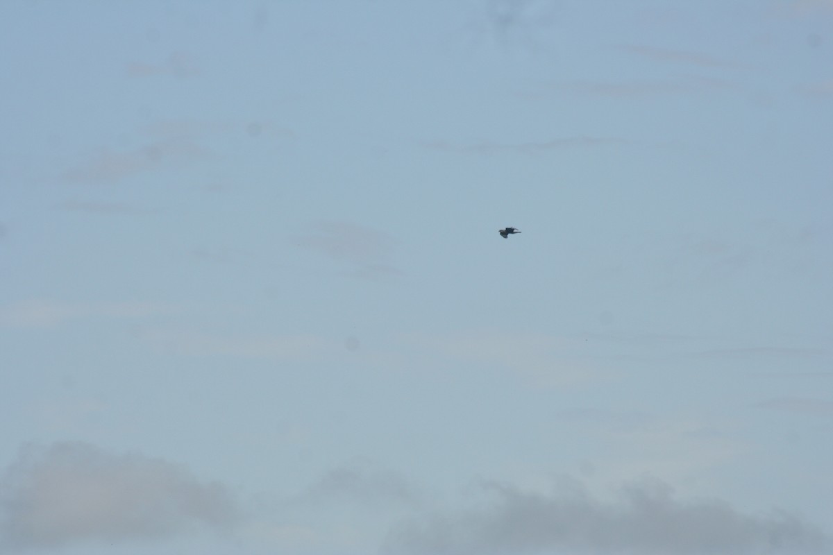 karančo jižní - ML646987601