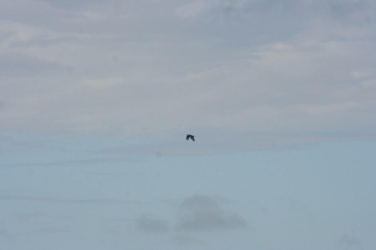 karančo jižní - ML646987602