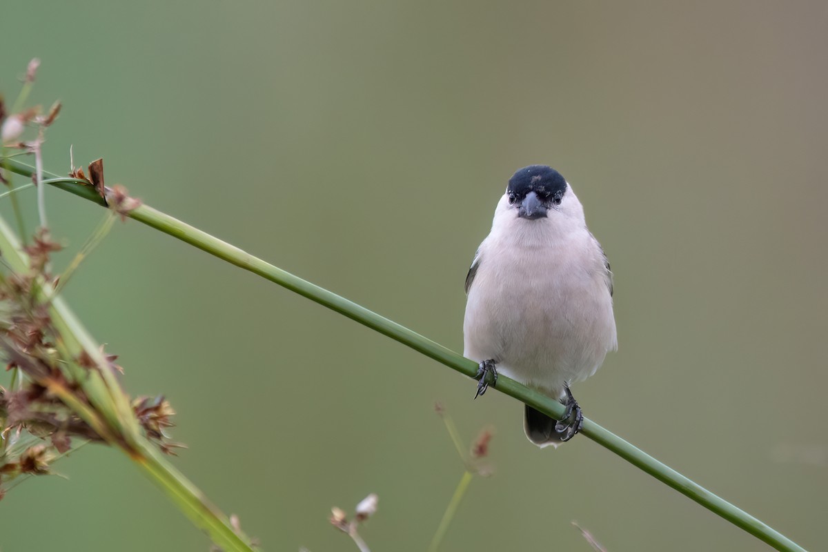 Жемчужный просяночник - ML646987604