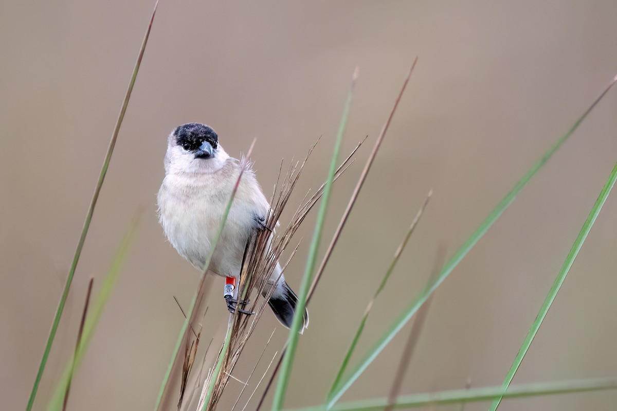 Жемчужный просяночник - ML646987605