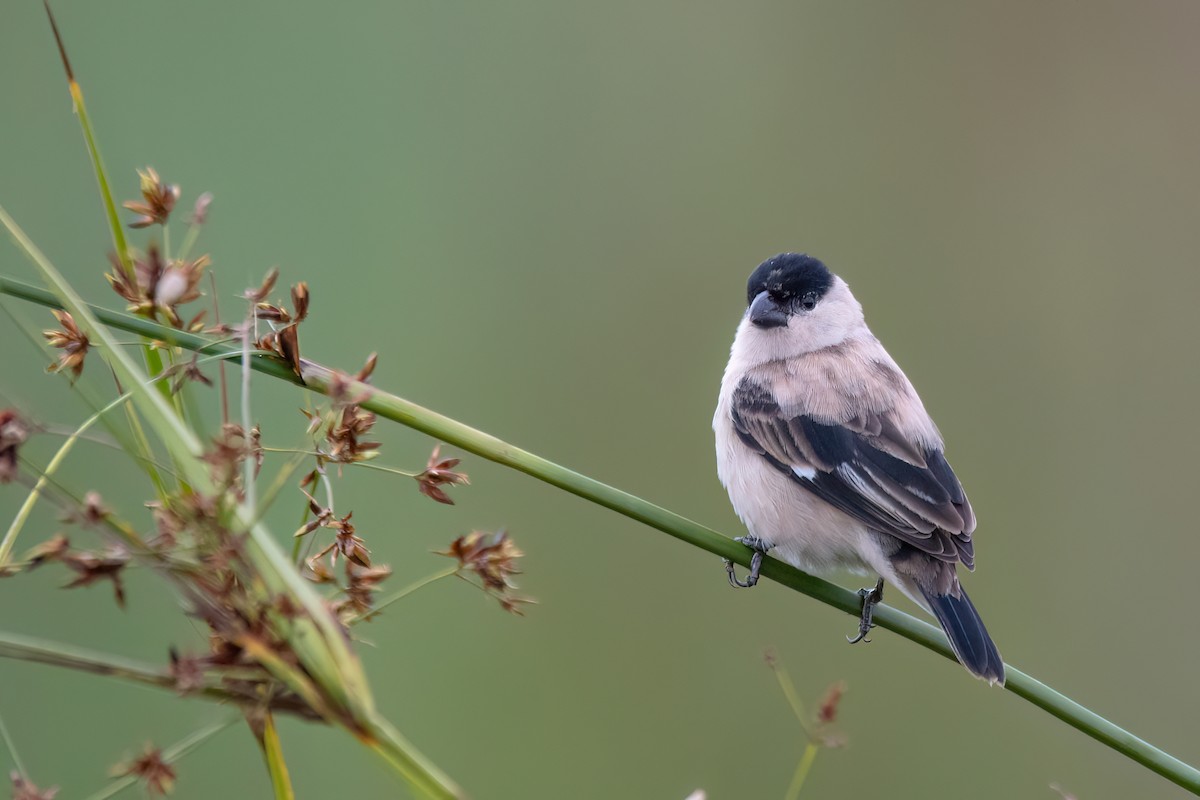 Жемчужный просяночник - ML646987606