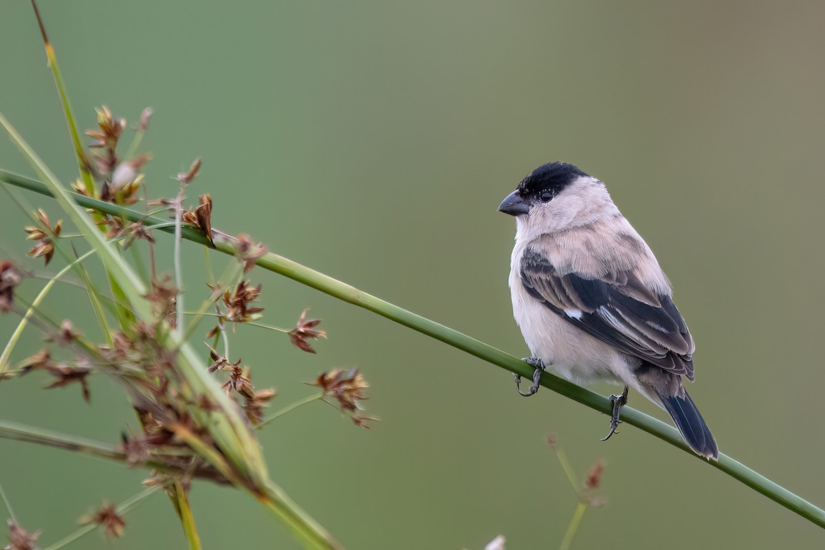 Жемчужный просяночник - ML646987607