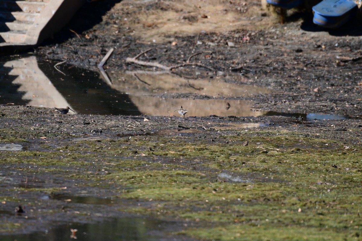 Wilsonbekassine - ML646987612