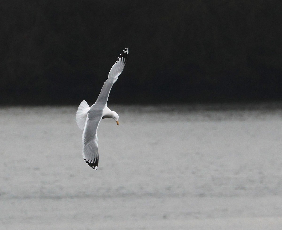 Goéland pontique - ML646987613