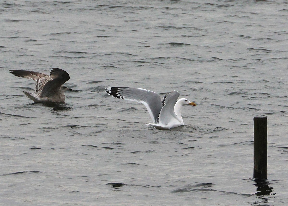 Goéland pontique - ML646987614
