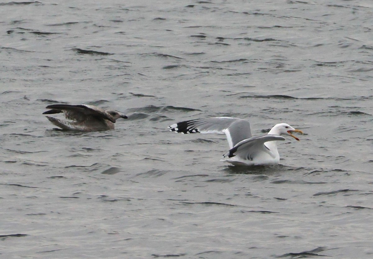Goéland pontique - ML646987615