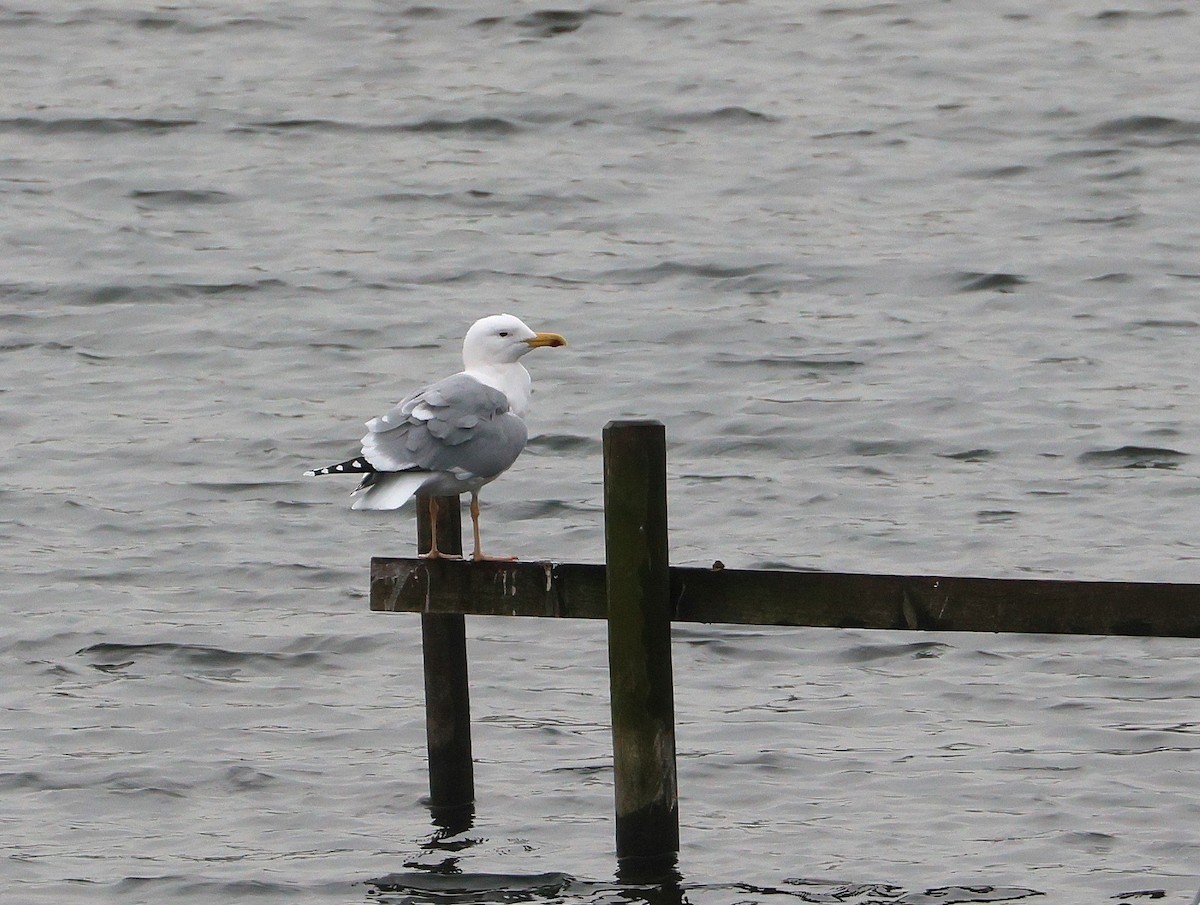 Goéland pontique - ML646987616