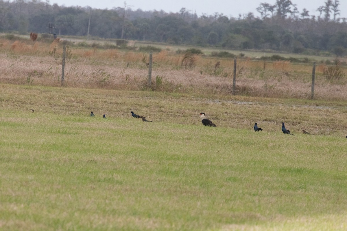 Равнинная каракара - ML646987621