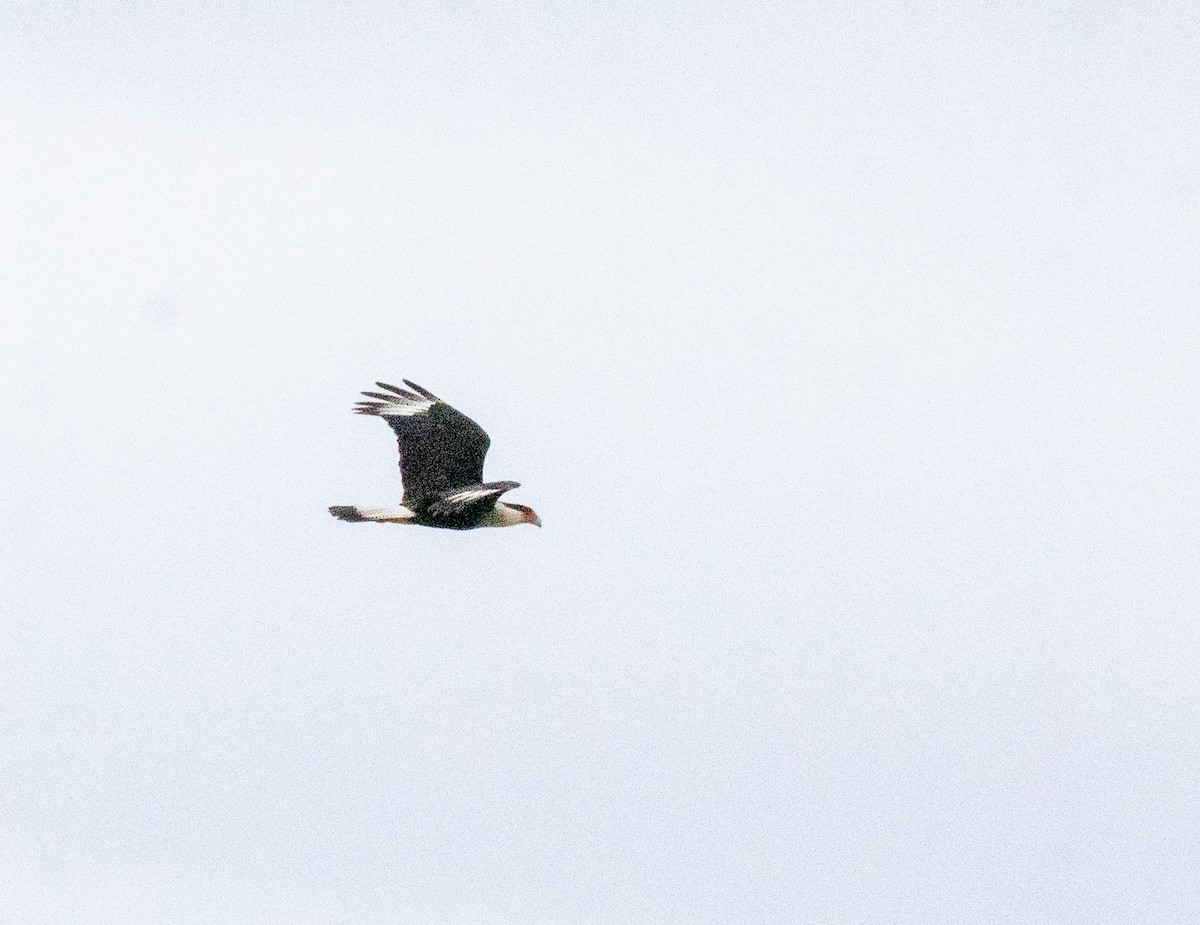 Равнинная каракара - ML646987622