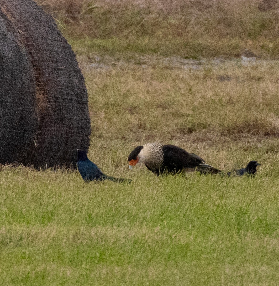 Равнинная каракара - ML646987624