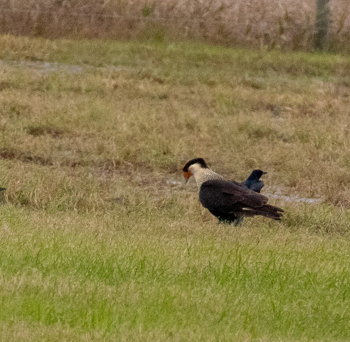 Равнинная каракара - ML646987625