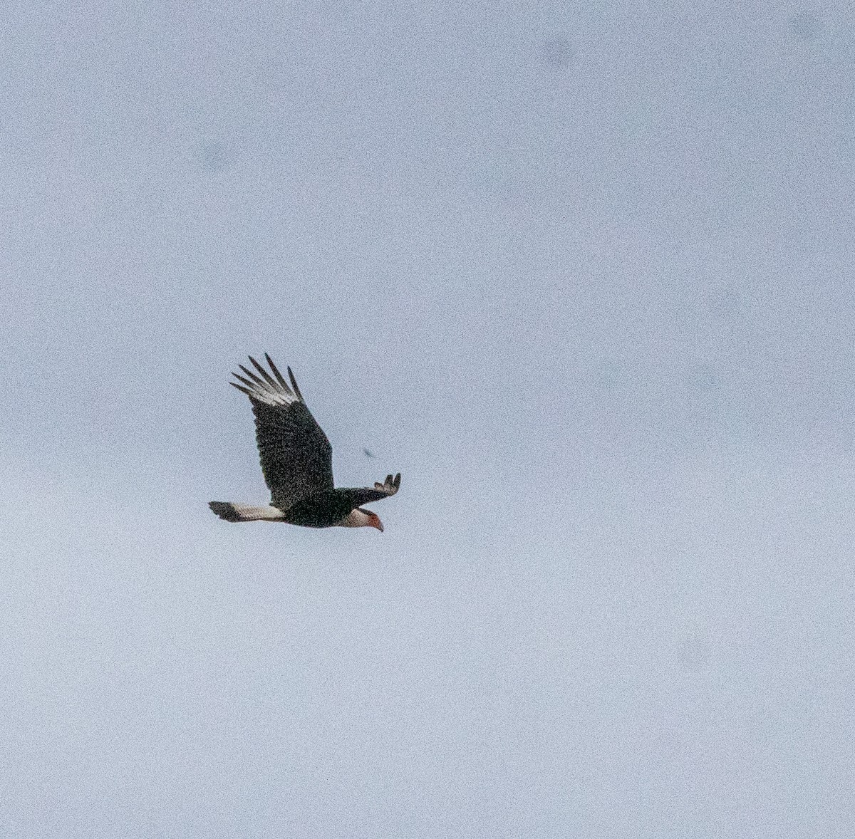 Равнинная каракара - ML646987626