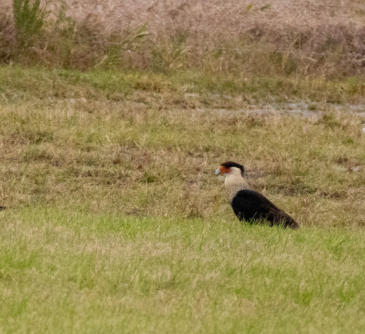 Равнинная каракара - ML646987627