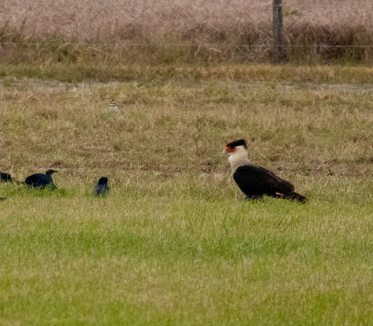 Равнинная каракара - ML646987628