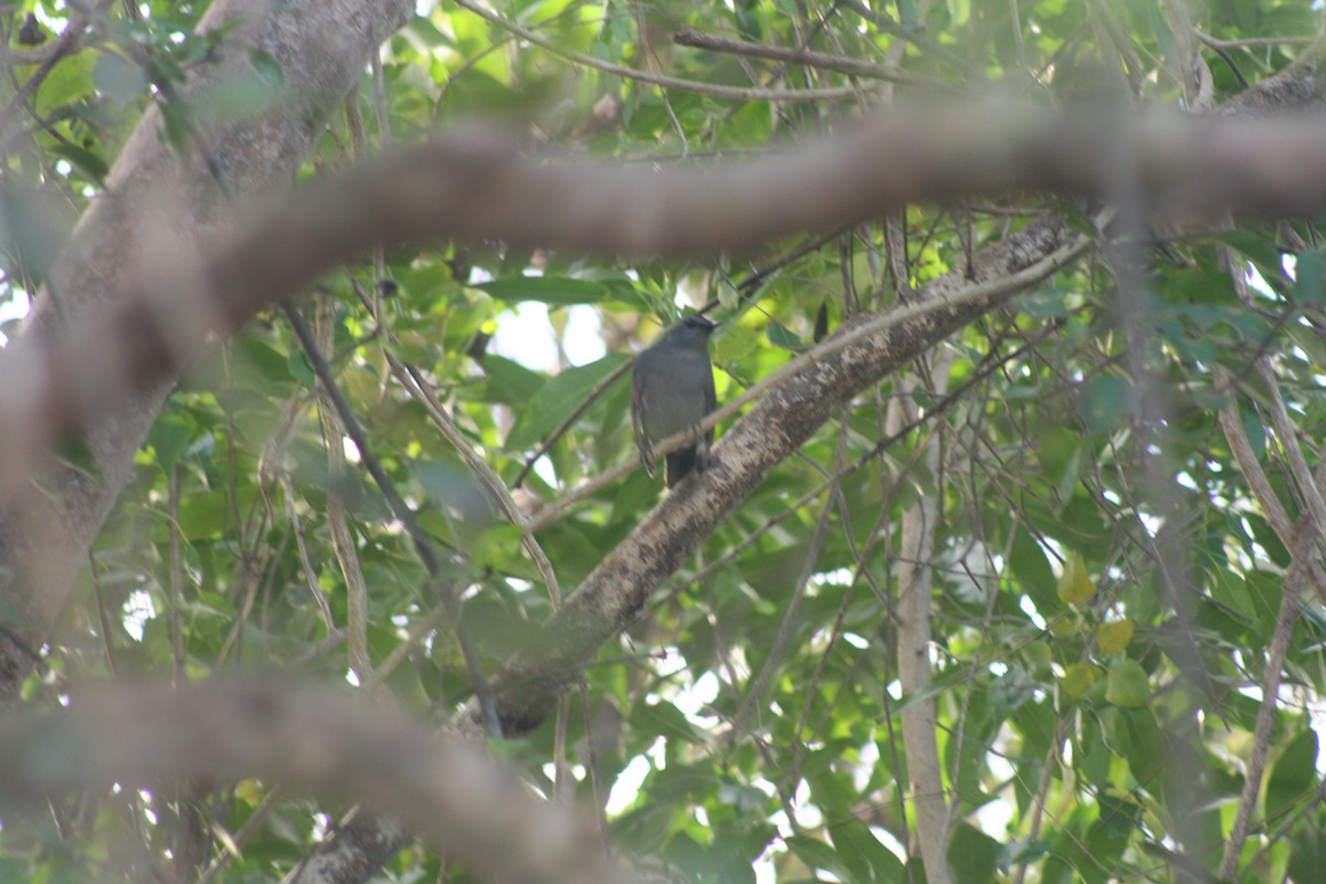 drozdec černohlavý - ML646987632