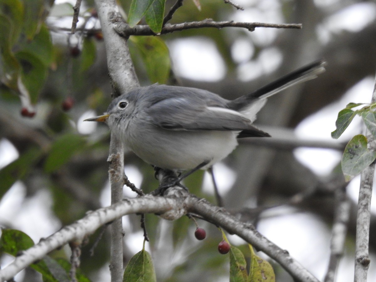 Blue-gray Gnatcatcher - ML646987637