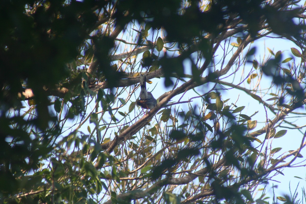 drozdec černohlavý - ML646987640