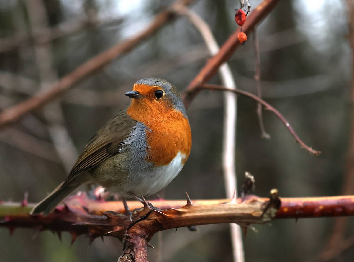 Rougegorge familier - ML646987644