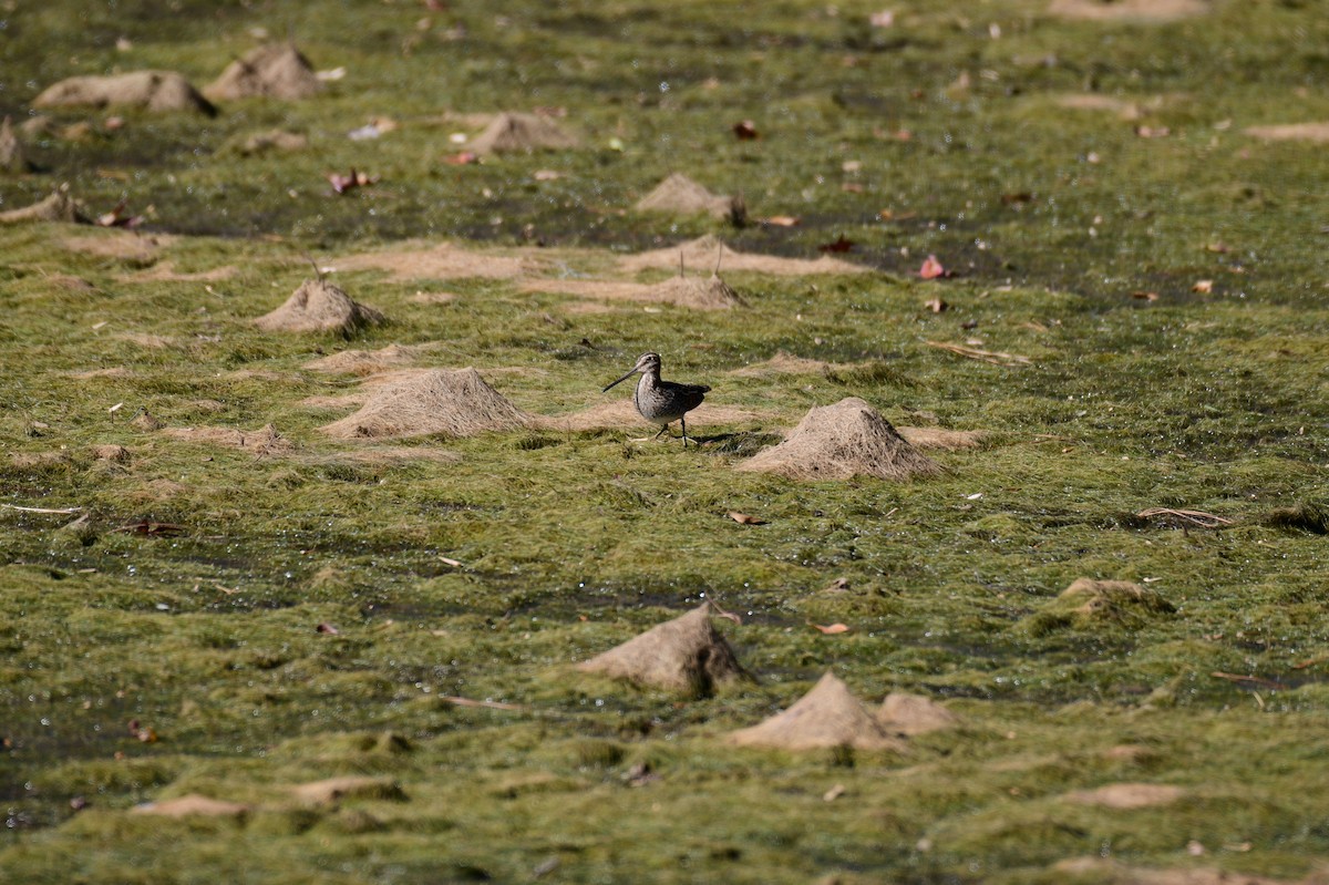 Wilsonbekassine - ML646987645