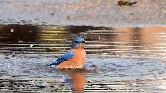 Doğulu Mavi Ardıç - ML646987650