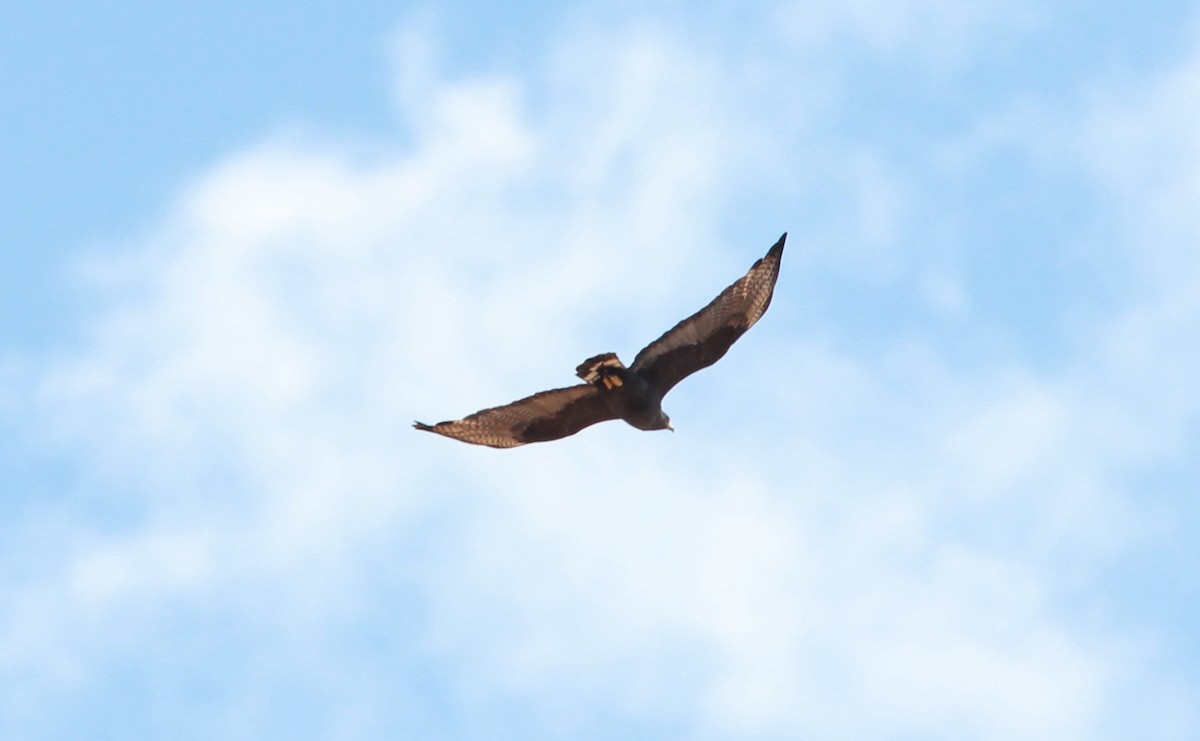 Buse à queue barrée - ML646987651