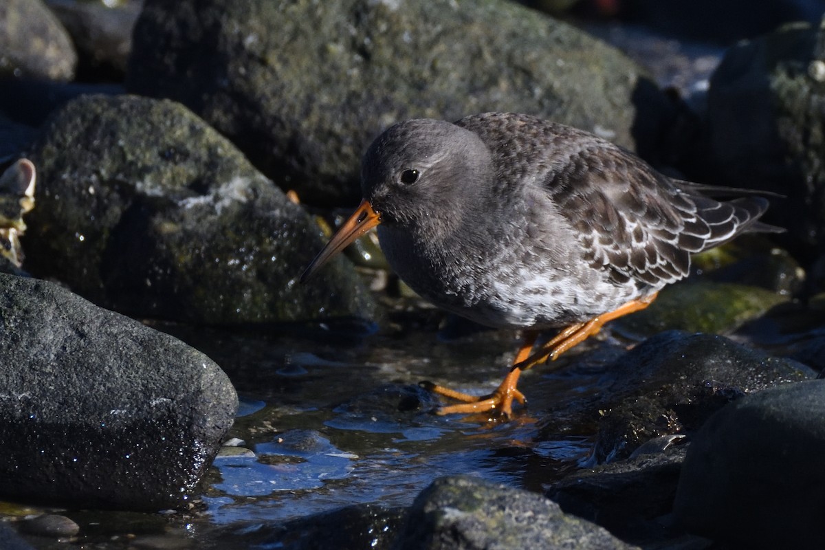 Txirri iluna - ML646987654