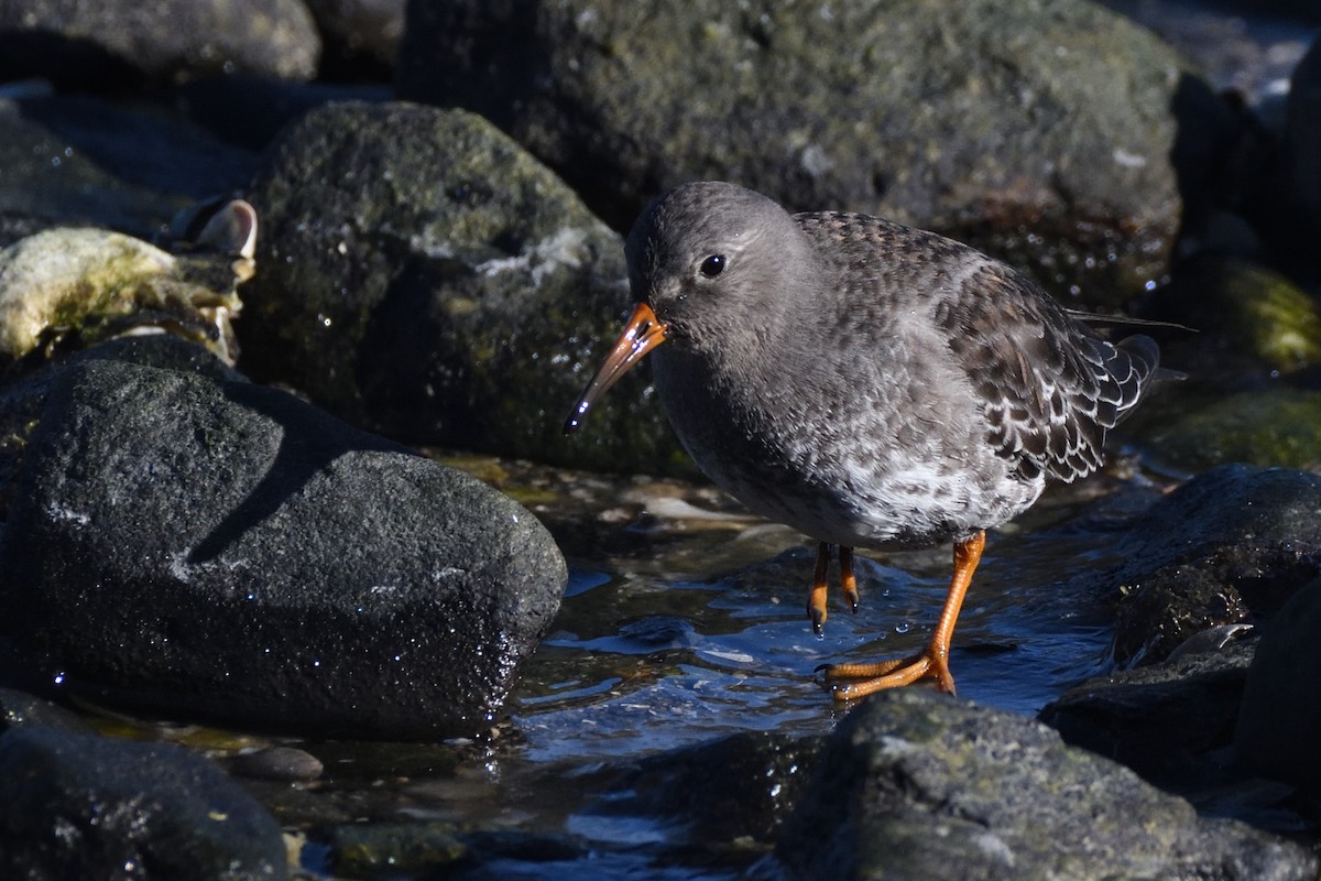 Txirri iluna - ML646987655