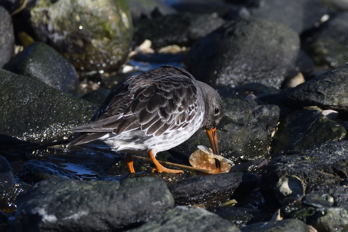 Txirri iluna - ML646987656