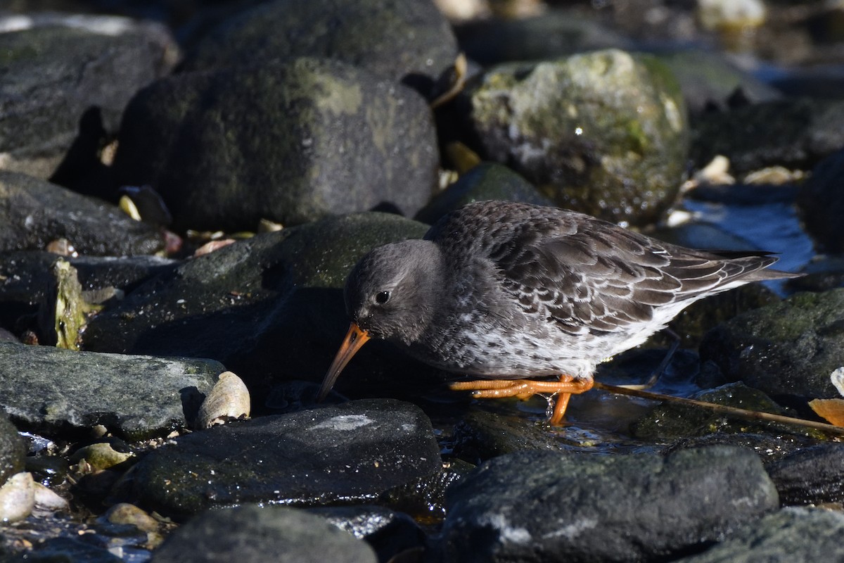 Txirri iluna - ML646987657