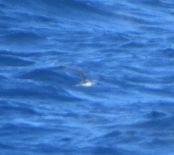 Bridled Tern - ML646987658