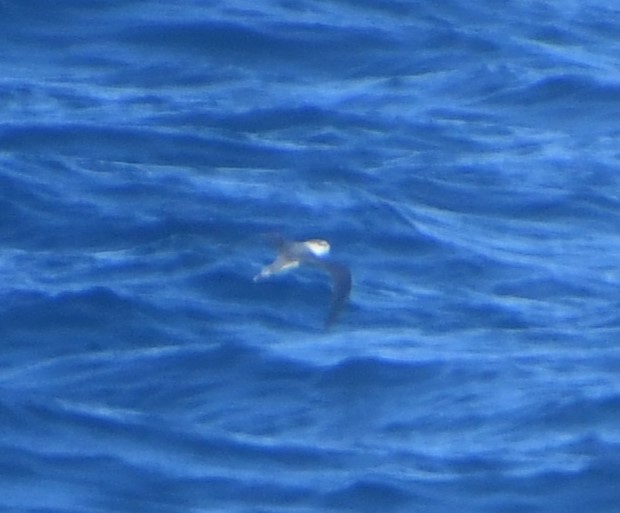 Bridled Tern - ML646987659