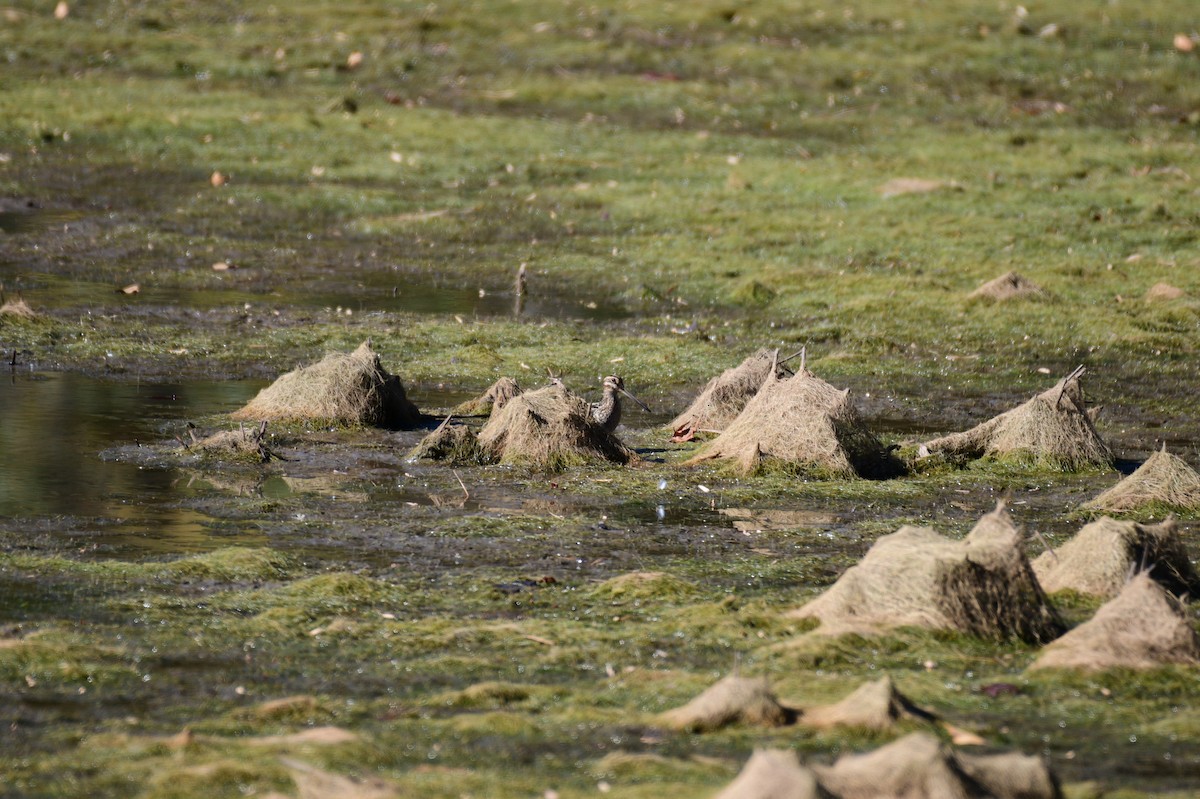 Wilsonbekassine - ML646987660