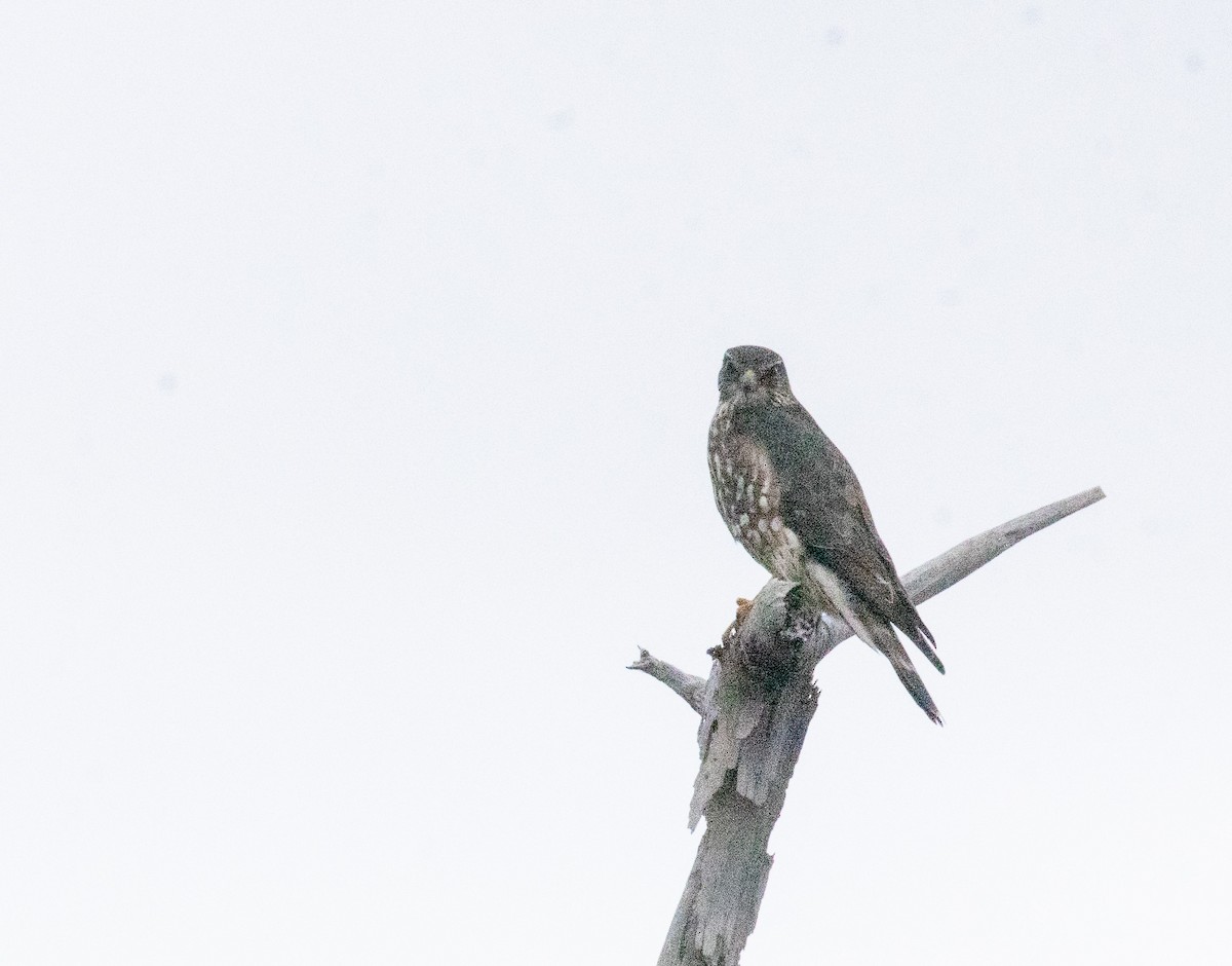 Дербник - ML646987662