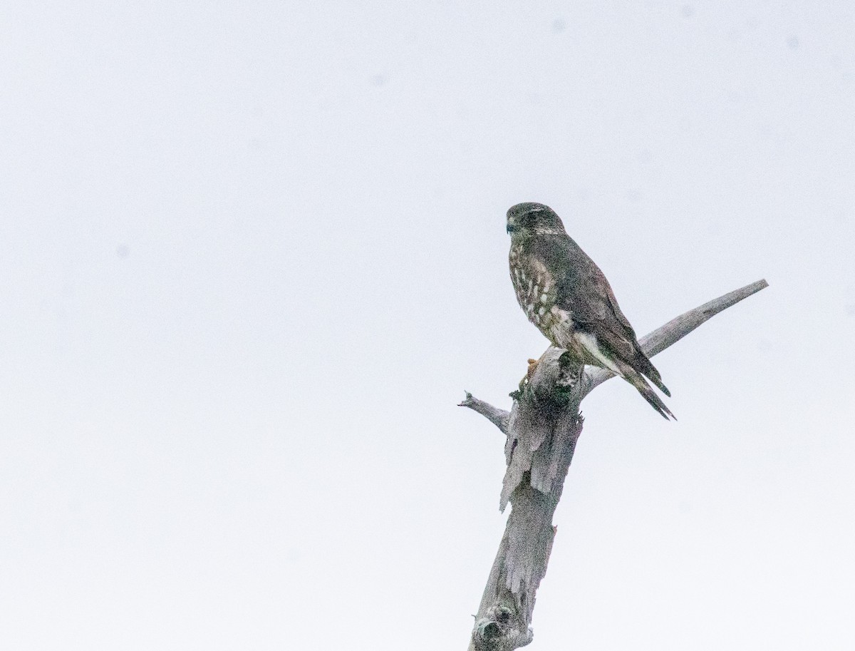 Дербник - ML646987663