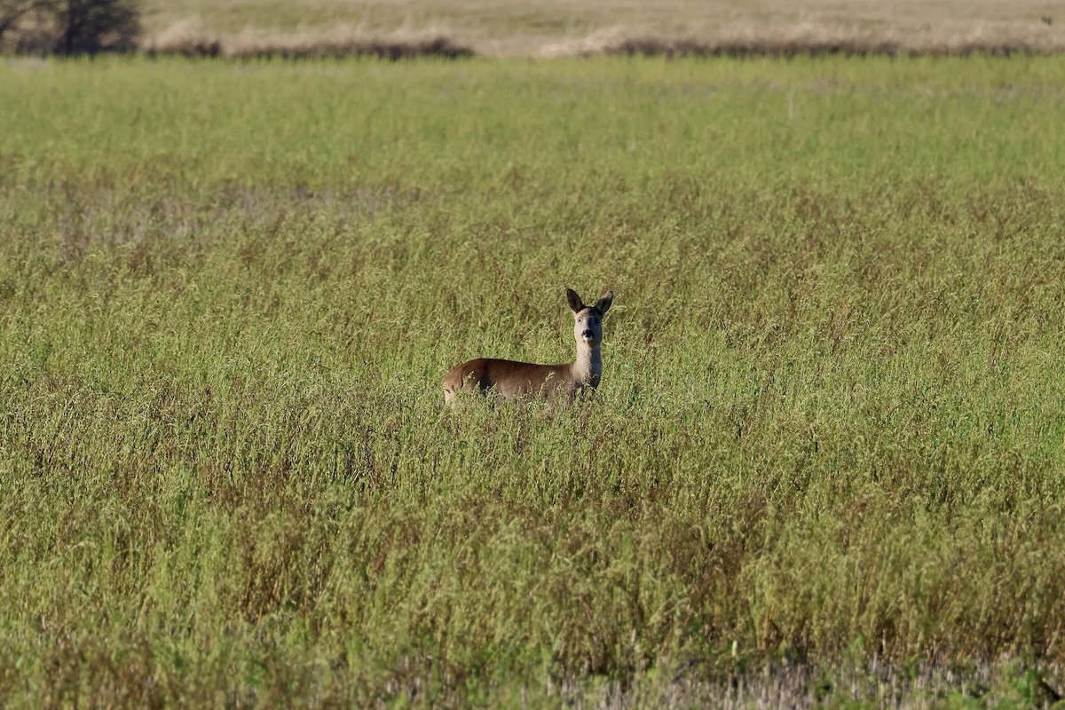 Capriolo - ML646987666