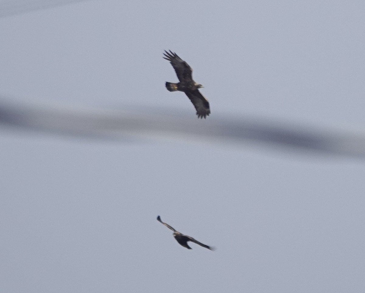 イヌワシ - ML646987669