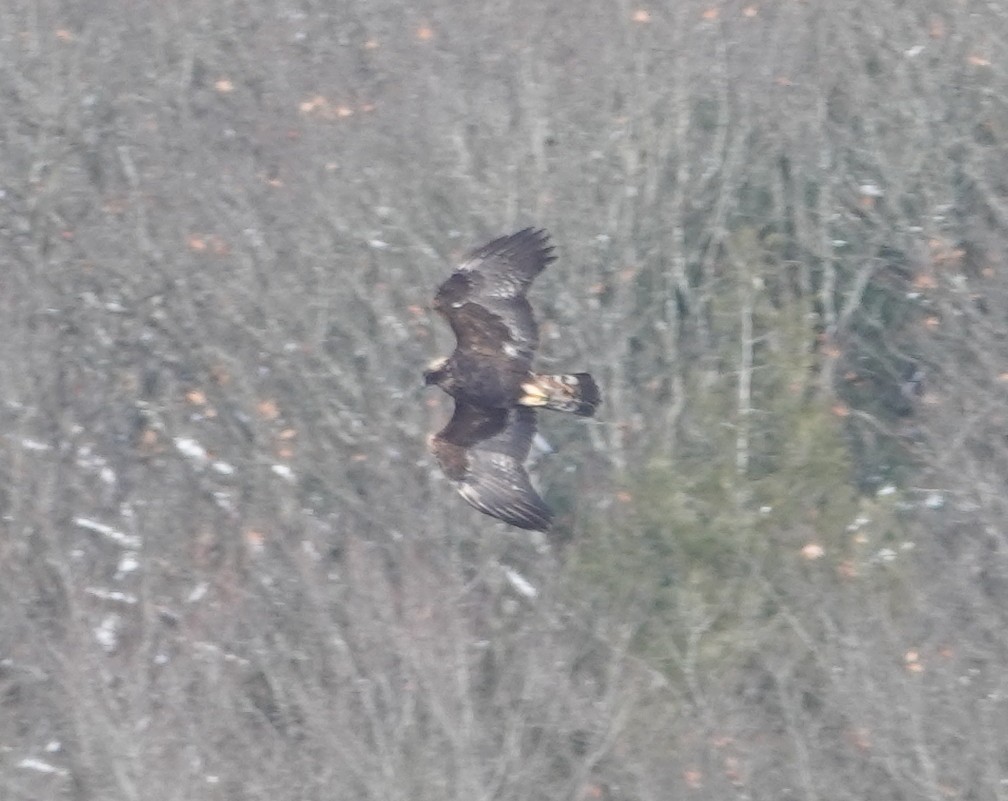 イヌワシ - ML646987671