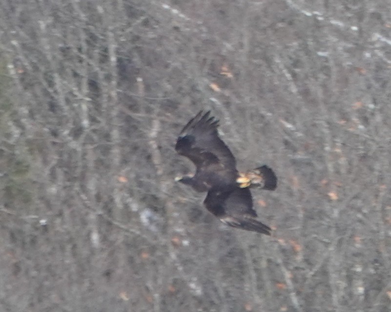 イヌワシ - ML646987672