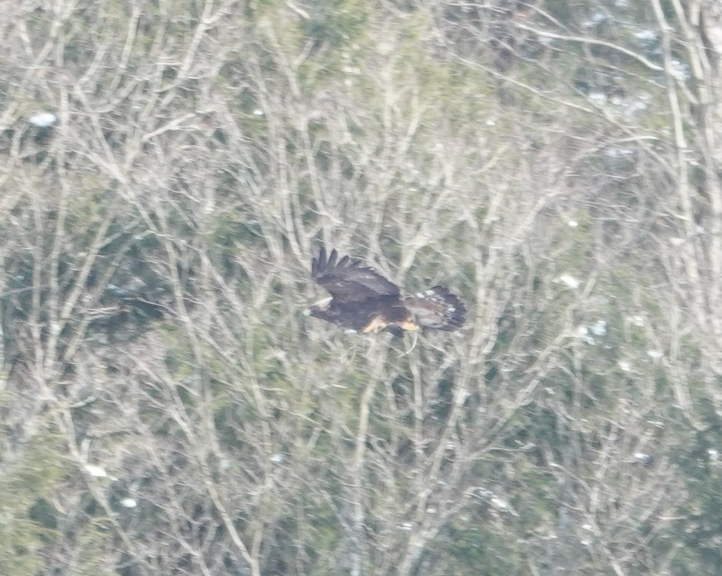 イヌワシ - ML646987673