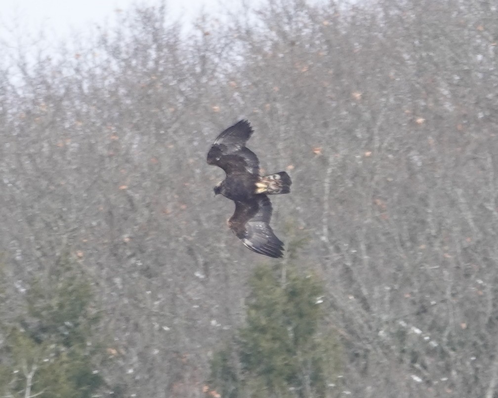 イヌワシ - ML646987674