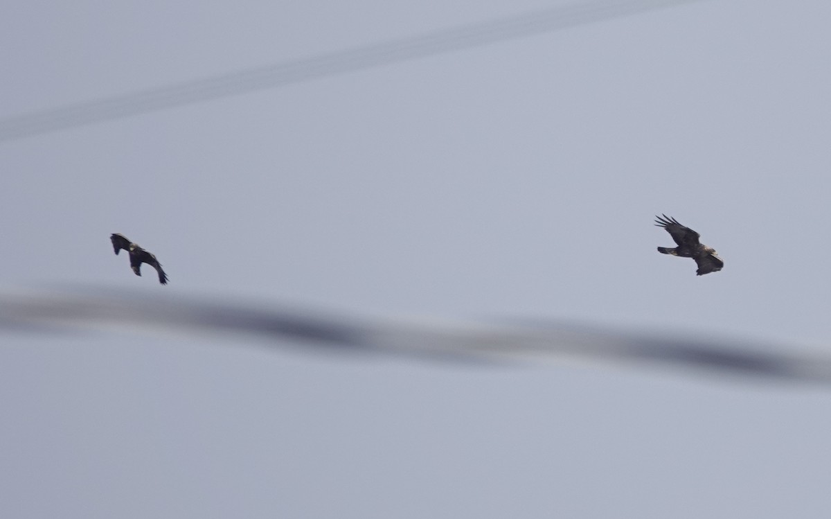 イヌワシ - ML646987676